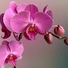 Cross stitch pattern: #1200972