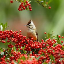 Cross stitch pattern: #1212683