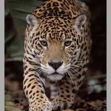 Cross stitch pattern: #1213487