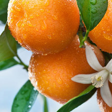 Cross stitch pattern: #1214257