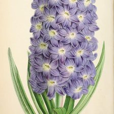 Cross stitch pattern: #1235999