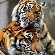 Cross stitch pattern: #1249976