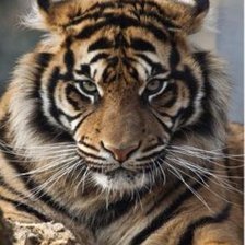 Cross stitch pattern: #1249989