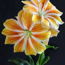 Cross stitch pattern: #1250979