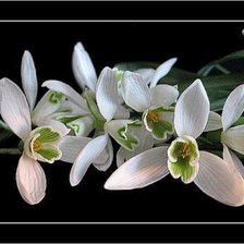 Cross stitch pattern: #1253378