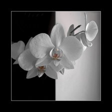 Cross stitch pattern: #1264558