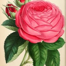 Cross stitch pattern: #1264569