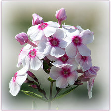 Cross stitch pattern: #1265065