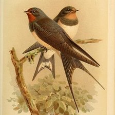 Cross stitch pattern: #1269559