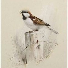 Cross stitch pattern: #1272531