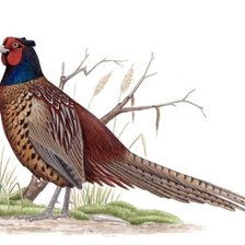 Cross stitch pattern: #1276135