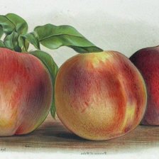 Cross stitch pattern: #1295900