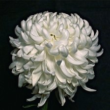 Cross stitch pattern: #1296213