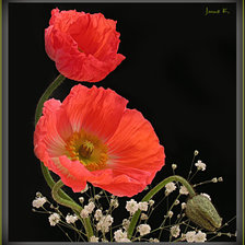 Cross stitch pattern: #1296232