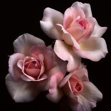 Cross stitch pattern: #1298884