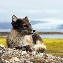 Cross stitch pattern: #1307825