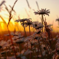 Cross stitch pattern: #1307837