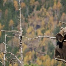 Cross stitch pattern: #1308311