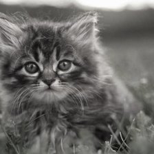 Cross stitch pattern: #1308328