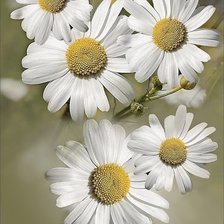 Cross stitch pattern: #1308625