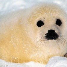 Cross stitch pattern: #1312194