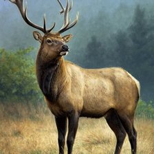 Cross stitch pattern: #1315835