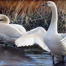 Cross stitch pattern: #1321989