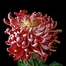 Cross stitch pattern: #1328001