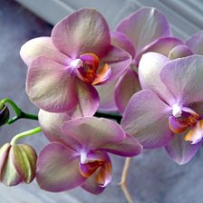 Cross stitch pattern: #1358610