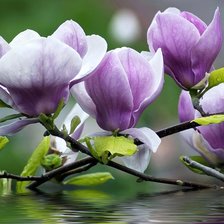 Cross stitch pattern: #1364030