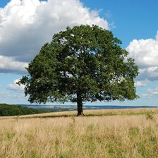 Cross stitch pattern: #1364506