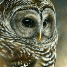 Cross stitch pattern: #1365816