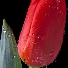 Cross stitch pattern: #1372749