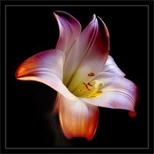 Cross stitch pattern: #1376038