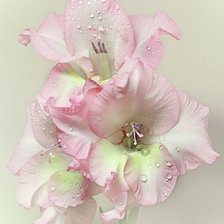 Cross stitch pattern: #1376739