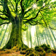 Cross stitch pattern: #1385494