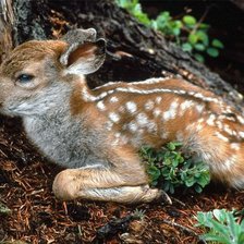 Cross stitch pattern: #1385497