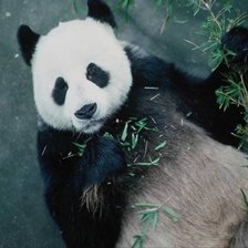 Cross stitch pattern: #1385993