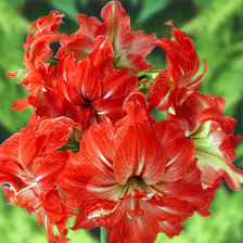 Cross stitch pattern: #1386780