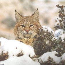 Cross stitch pattern: #1386782