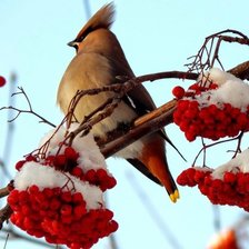 Cross stitch pattern: #1392242