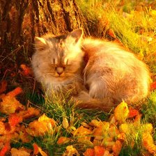 Cross stitch pattern: #1392307