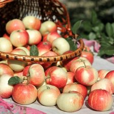 Cross stitch pattern: #1407193