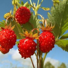 Cross stitch pattern: #1407207