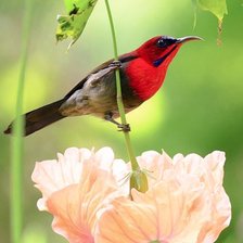 Cross stitch pattern: #1410031