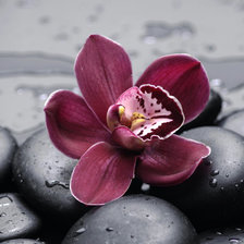 Cross stitch pattern: #1414654