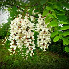 Cross stitch pattern: #1416265