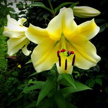 Cross stitch pattern: #1416302