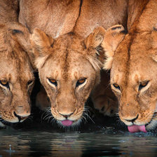 Cross stitch pattern: #1417323