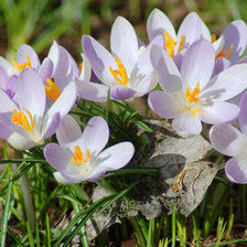 Cross stitch pattern: #1419968